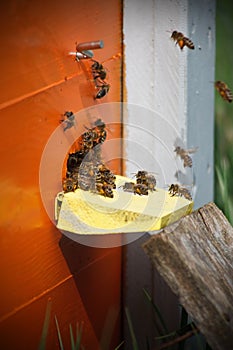 Portrait of working bees