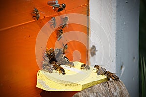 Portrait of working bees