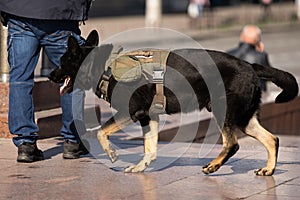 Retrato en negocios policía el perro 