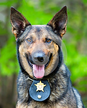 Portrait of working police dog