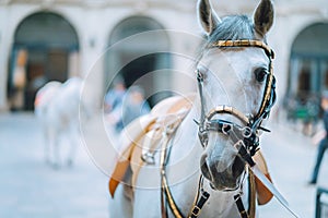 Portrait of the world famous Lipizzaner Stallion legendary White Stallions horse before show. Spanish Riding School in