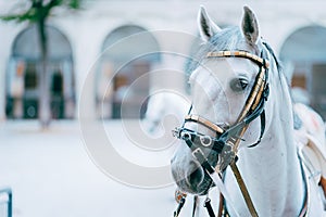 Portrait of the world famous Lipizzaner Stallion legendary White Stallions horse. Spanish Riding School in Vienna