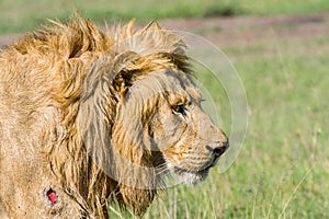 Portrait Of Wounded Lion