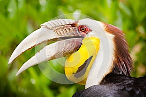 Portrait of wreathed hornbill