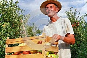 Portrait of a Wrinkled and Expressive Senior Farmer  With Apples In Wooden Crate