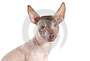 Portrait of xoloitzcuintle dog, white background