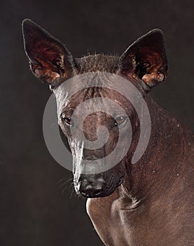 Portrait of  Xoloitzcuintli Dog