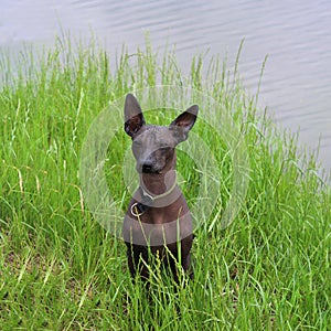 Portrait of Xoloitzcuintli. Mexican Naked Dog close-up