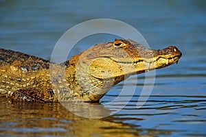 Portrait of Yacare Caiman in blue water, Cano Negro, Costa Rica