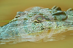 Portrait of Yacare Caiman in blue water of Cano Negro, Costa Rica. Detail eye portrait in the lake