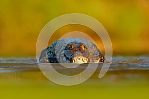 Portrait of Yacare Caiman, crocodile in the water with open muzzle, big teeth, Pantanal, Brazil. Still river water with danger rep