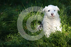 Portrait of yakutian laika puppy