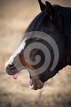 Portrait of a yawning horse head