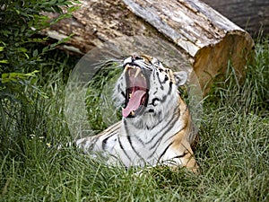 Portrait of a yawning largest tiger, Amur Tiger, Panthera tigris altaica