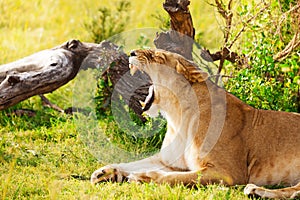 Portrait of yawning lioness laying on green grass