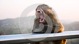 Portrait of yawning monkey with mountain landscape on the background