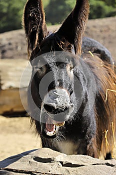 Portrait of yawning oscitant domestic Catalan donkey on the farm