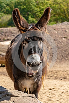 Portrait of yawning oscitant domestic Catalan donkey on the farm