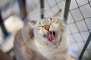 Portrait of a Yawning White Cat