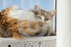 Portrait of 10 year old domestic tricolor female cat looking at the camera lying on the windowsill, blue sunny sky background