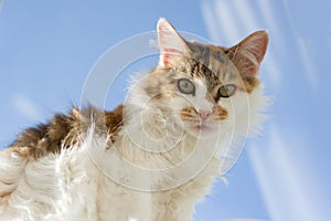 Portrait of 10 year old domestic tricolor female cat looking at the camera lying on the windowsill, blue sunny sky background