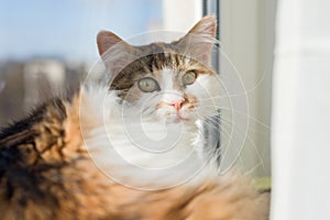 Portrait of 10 year old domestic tricolor female cat looking at the camera lying on the windowsill, blue sunny sky background