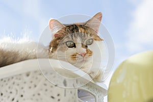 Portrait of 10 year old domestic tricolor female cat looking at the camera lying on the windowsill, blue sunny sky background