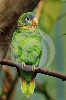 Portrait of yellow-billed amazon, Amazona collaria, also called Jamaican amazon. Green parrot perched on branch in tropical forest