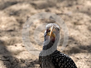 Portrait of Yellow-billed hornbill, Tockus flavirostris, Botswana