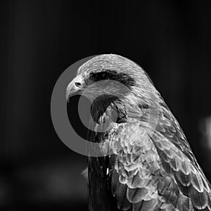 A portrait of a Yellow Billed Kite