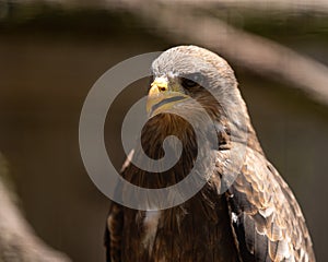 A portrait of a Yellow Billed Kite