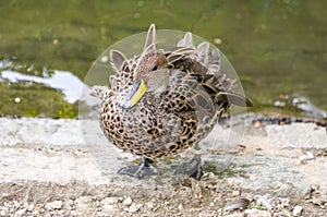 Portrait of a yellow-billed pintail on the bank. Water bird in natural environment. Anas georgica