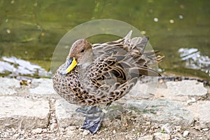 Portrait of a yellow-billed pintail on the bank. Water bird in natural environment. Anas georgica