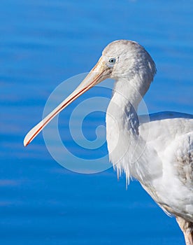 Portrait of a Yellow-Billed Spoonbill