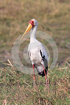 Portrait of a yellow-billed stork