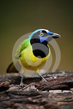 Portrait of yellow bird with blue head Green Jay, Cyanocorax yncas, wild nature, Belize