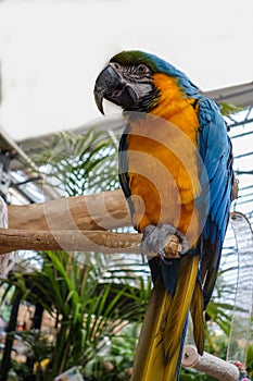 Portrait of a yellow and blue macaw parrot in an aviary