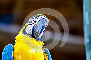 Portrait of a yellow and blue macaw