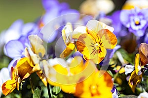 A portrait of a yellow and brown pansy or viola flower standing between other yellow, white and purple plants of its kind. It is