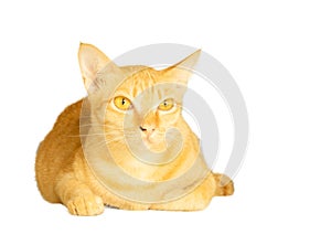 A portrait of yellow cat lie on, flufy hair animal isolated on white background with clipping path and copy space