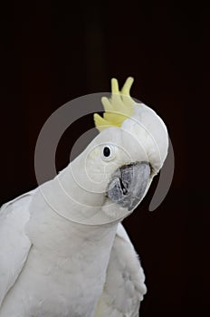 A portrait of a Yellow Crested Cockatoo black background