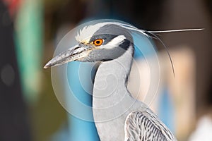 Portrait of a Yellow-crowned Night Heron.