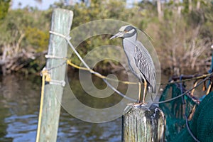 Portrait of a Yellow-crowned Night Heron.