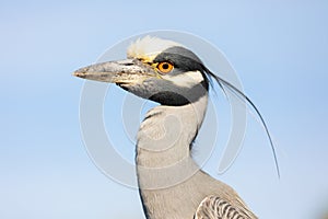 Portrait of a Yellow-crowned Night Heron.