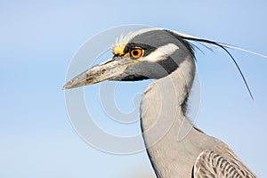 Portrait of a Yellow-crowned Night Heron.