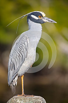Portrait of a Yellow-crowned Night Heron.