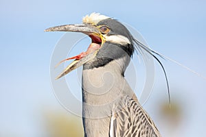 Portrait of a Yellow-crowned Night Heron yawning.