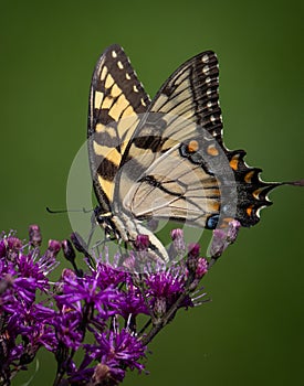 Portrait of a yellow eastern yellow swallowtail butterfly feeding on some purple flowers