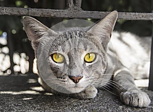 Portrait of yellow eyed cat