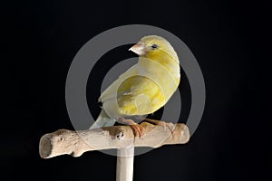 Portrait of yellow female canary in studio